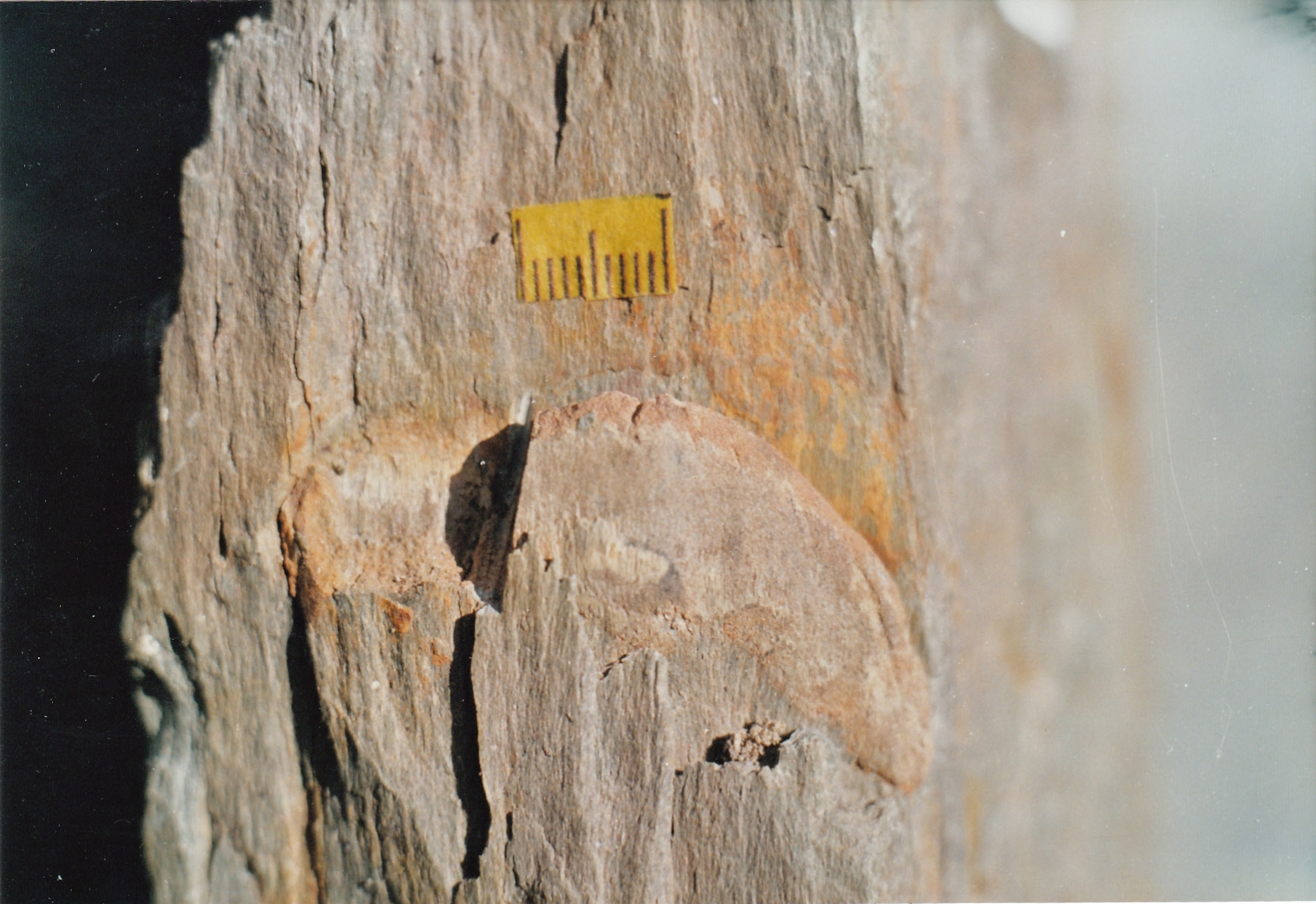 CulmitzschKruftLebensspur